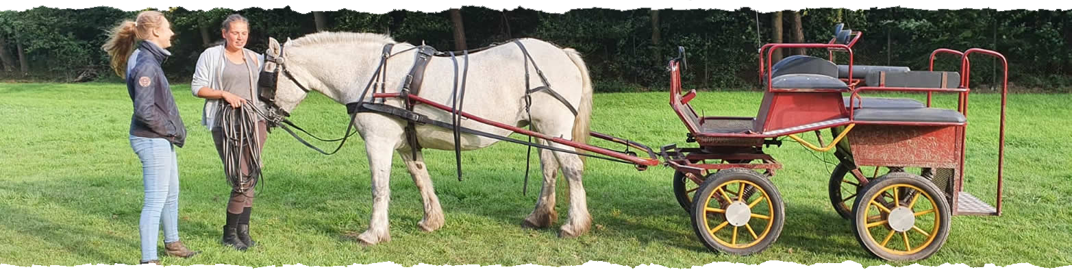 Onze Pony's - Ponystal Banjer